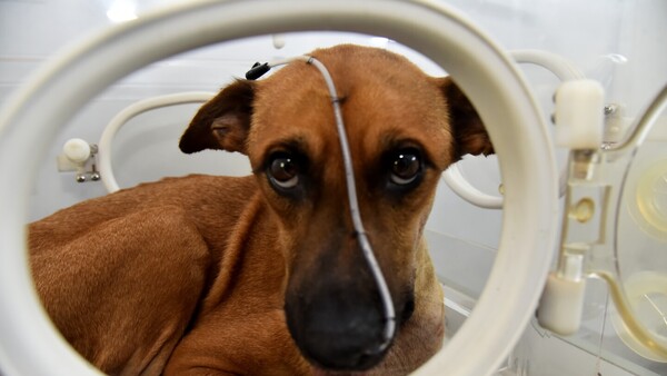 Piden rezar por Canela: fue operada otra vez porque no prendió anga la prótesis