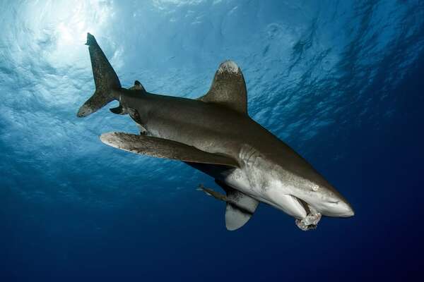 Contaminación oceánica: tiburones dan positivo a cocaína, cafeína y otras sustancias  - Ciencia - ABC Color