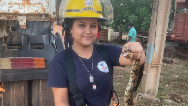 Video: Ñacaniná se esconde entre las ruedas y sorprende a camionero en Concepción