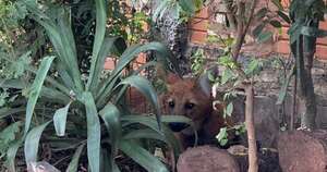 La Nación / Animales silvestres en el entorno urbano, llamado a la sana coexistencia