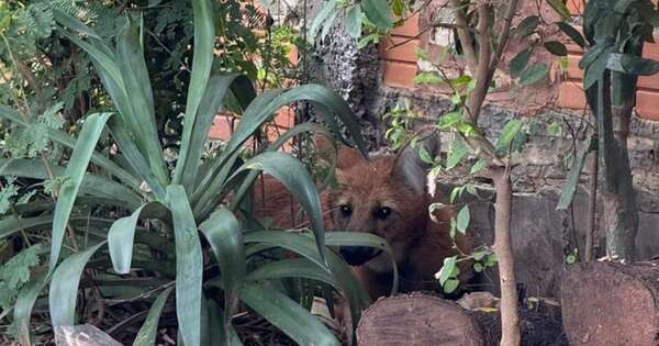 La Nación / Animales silvestres en el entorno urbano, llamado a la sana coexistencia