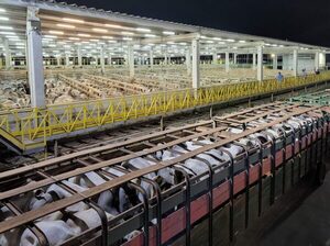 Mercado del ganado gordo sin referencia clara y con alta disparidad entre industrias