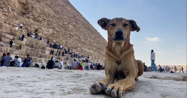 La Nación / El mejor amigo del hombre, desde hace 16.000 años