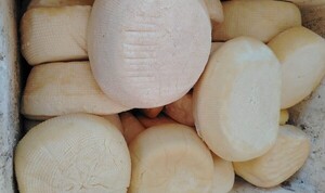 Alta demanda impulsa a San Pedro a producir 2.400 kilos de queso por semana