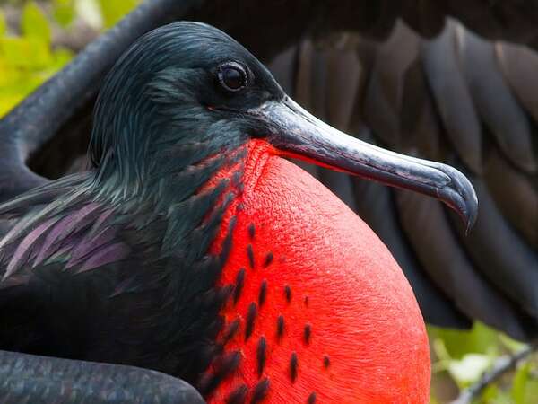 La fragata magnífica y su globo rojo: cuando la selección sexual roza el riesgo - Ciencia - ABC Color