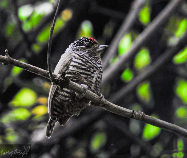 Pequeños carpinteros del Paraguay: ecología y biología