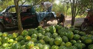 La Nación / Producción frutihortícola avanza de manera positiva en Guairá
