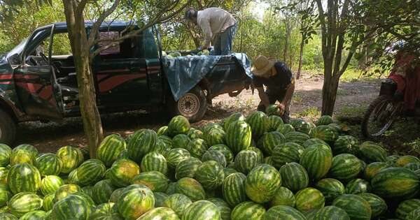 La Nación / Producción frutihortícola avanza de manera positiva en Guairá