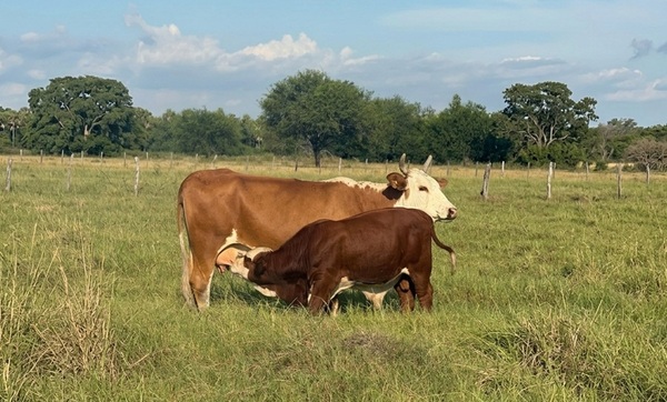 De reactivos a proactivos: 550.000 razones para despertar por el futuro de nuestra ganadería