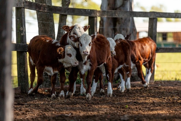 El rodeo bovino en uruguay crecería más de 100 mil cabezas por menor extracción y ajuste en la oferta