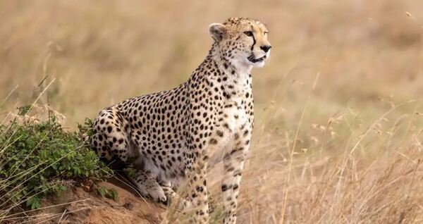 La ONU declara 40 nuevas especies protegidas