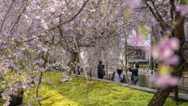 La temporada de cerezos en flor alcanza su punto máximo en Japón