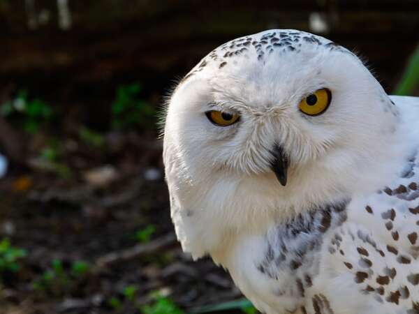La ONU protege 40 especies migratorias, incluida la lechuza de Harry Potter  - Ciencia - ABC Color