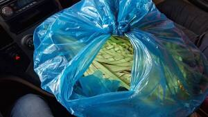 Encontró una bolsa llena de pindó y buscó al dueño