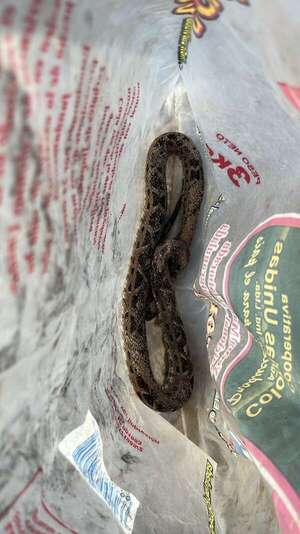 Tratan de urgencia a pescador mordido por una yarará en Ñeembucú - Nacionales - ABC Color