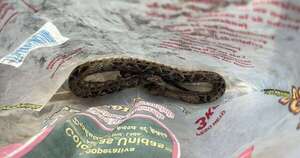 La Nación / Ñeembucú: pescador mordido por una yarará ya recibió asistencia especializada