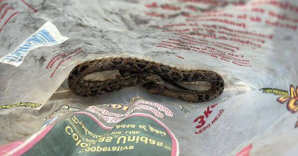 La Nación / Ñeembucú: pescador mordido por una yarará ya recibió asistencia especializada