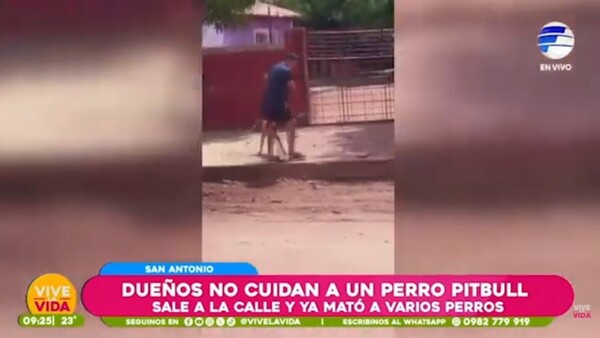 Dueños no cuidan a perro pitbull