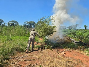 SENAD erradica cultivos ilícitos y genera millonario perjuicio al narcotráfico en San Pedro - Concepción al Día