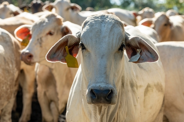 Ganadería en debate: vacunación contra la aftosa en discusión - 5Días