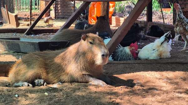 Granja Don Severo: celebrarán la Pascua con una gran feria, con la naturaleza, los animales y los infaltables carpinchos - Viajes - ABC Color