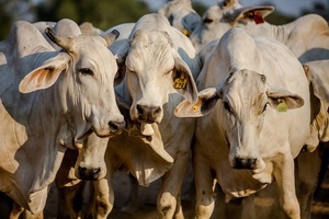 Reposición alta y márgenes ajustados: “La única forma de diluir el costo es producir más kilos en menos tiempo”