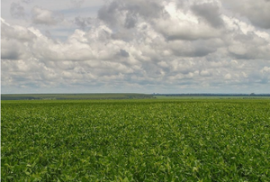 Campaña agrícola avanza con buen desarrollo de soja y maíz, pero productores siguen cautelosos