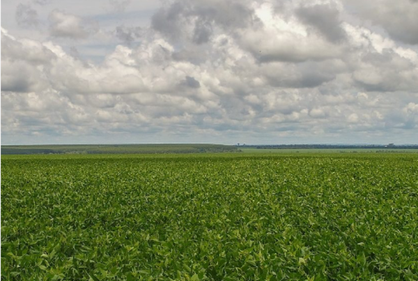 Campaña agrícola avanza con buen desarrollo de soja y maíz, pero productores siguen cautelosos