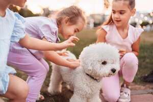 Visitas de Semana Santa sin estrés: cómo ayudar a tu perro o gato cuando la casa se llena - Mascotas - ABC Color