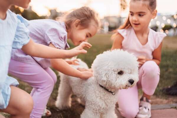 Visitas de Semana Santa sin estrés: cómo ayudar a tu perro o gato cuando la casa se llena - Mascotas - ABC Color