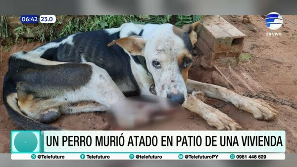 Capiatá: Prisión domiciliaria para un hombre por la muerte de su perro atado