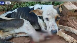 ¡Triste! Perrito murió atado y por extrema desnutrición