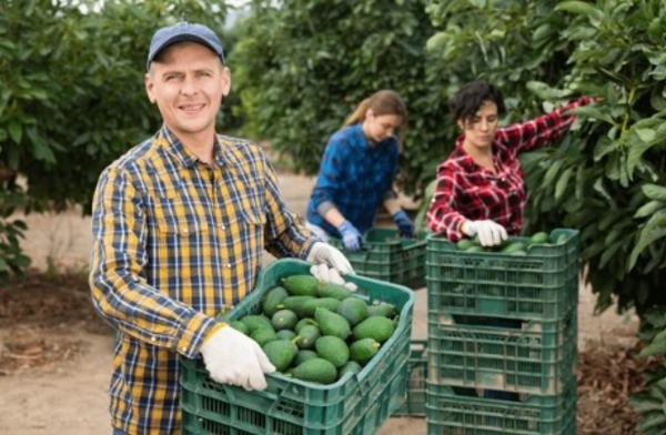 Paraguay se proyecta como jugador clave en el mercado mundial del aguacate Hass
