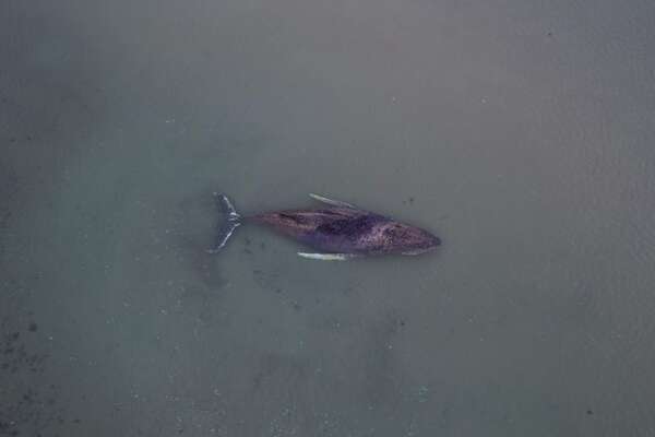 Ballena atrapada en el mar Báltico: por qué la estrategia es “dejarla en paz” - Ciencia - ABC Color