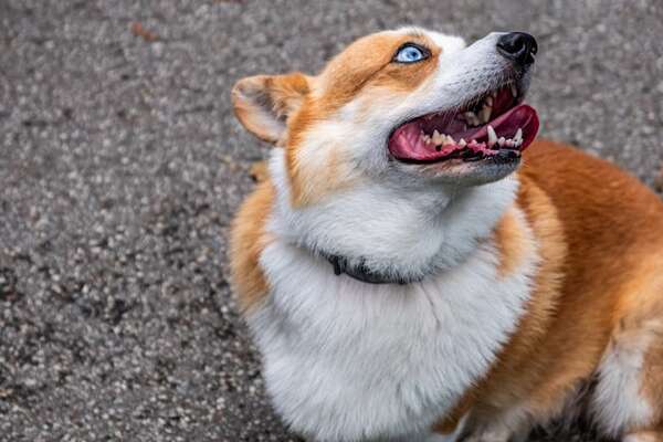 Procesiones y multitudes: llevar a tu perro a eventos masivos puede ser una mala idea  - Mascotas - ABC Color