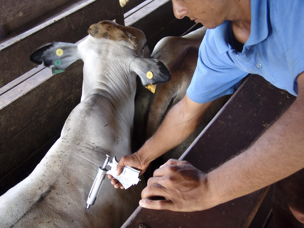 Analizan impacto de levantar la vacunación contra la fiebre aftosa - 5Días