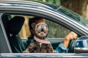 Viajar con mascotas en Semana Santa: por qué el intestino se resiente y cómo prevenirlo - Mascotas - ABC Color