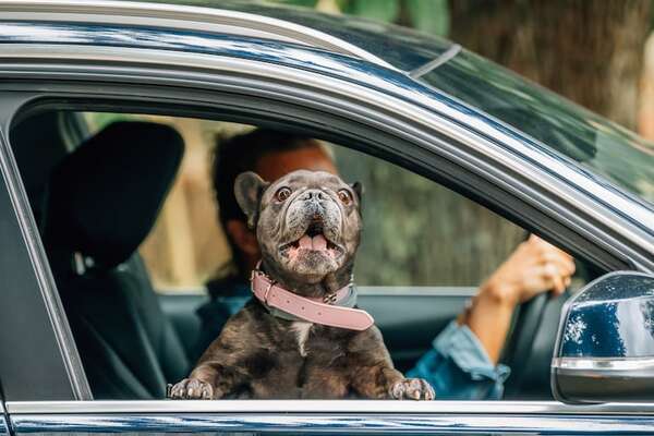 Viajar con mascotas en Semana Santa: por qué el intestino se resiente y cómo prevenirlo - Mascotas - ABC Color