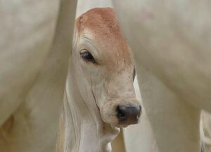 Hasta 50 terneros más cada mil vacas: el impacto económico de la homeopatía en la cría