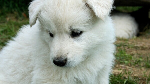 Aprehenden a hombre de 69 años por presunta muerte de un cachorro en Caacupé