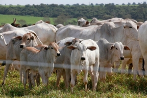 Fecoprod concentra un tercio del hato ganadero y analiza la transición sanitaria - 5Días
