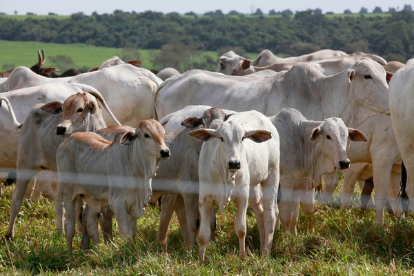 Fecoprod concentra un tercio del hato ganadero y analiza la transición sanitaria - 5Días