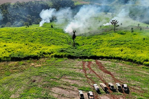 Desmantelan centro de acopio de marihuana y detienen a sospechoso en Amambay - Concepción al Día