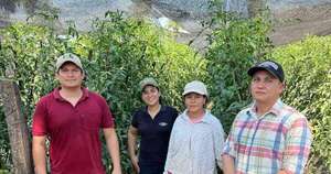La Nación / Exitosa producción de tomate de verano en Ypacaraí
