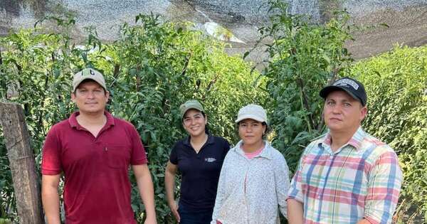 La Nación / Exitosa producción de tomate de verano en Ypacaraí