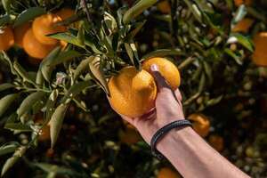 48 años del Grupo Kress llevando frutos del campo al mundo - Empresariales - ABC Color