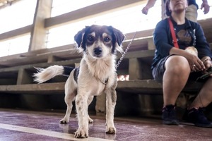 Incorporarán bienestar animal como materia en escuelas y colegios