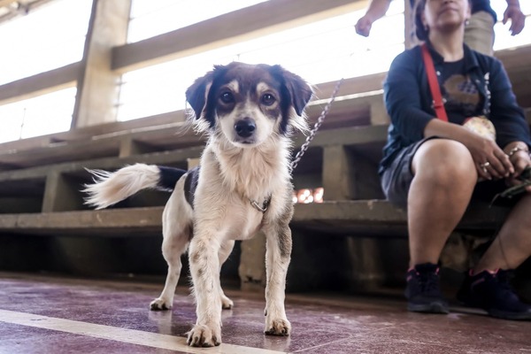 Incorporarán bienestar animal como materia en escuelas y colegios
