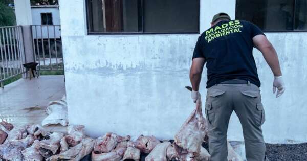Diario HOY | Decomisan 150 kg de carne de caimán yacaré en Ñeembucú