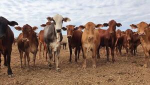 Hasta 50 terneros más cada mil vacas: el impacto económico de la homeopatía en la cría